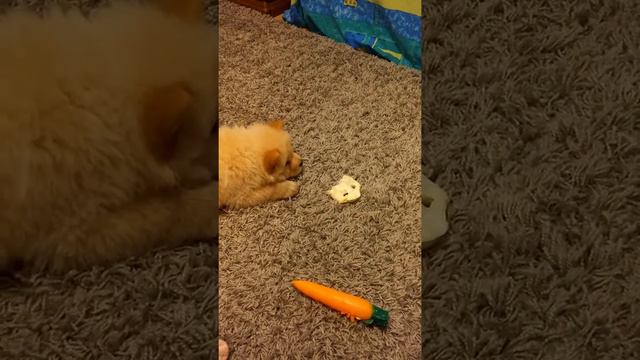 Чау чау и вкусняшка смотреть онлайн