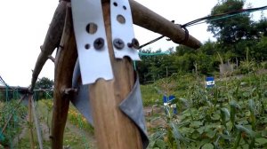 каркакс шпалера для высокорослых индетерменантных помидор томатов