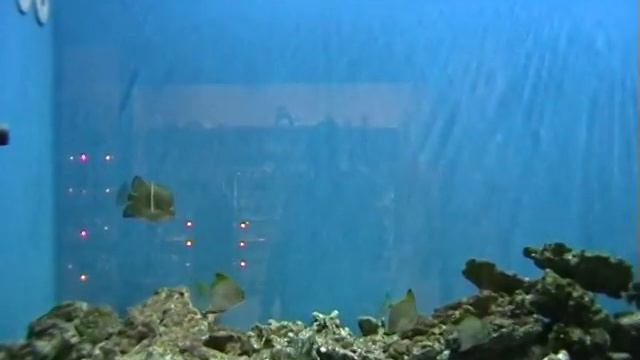 Владивосток.Прогулка по городу смотреть онлайн