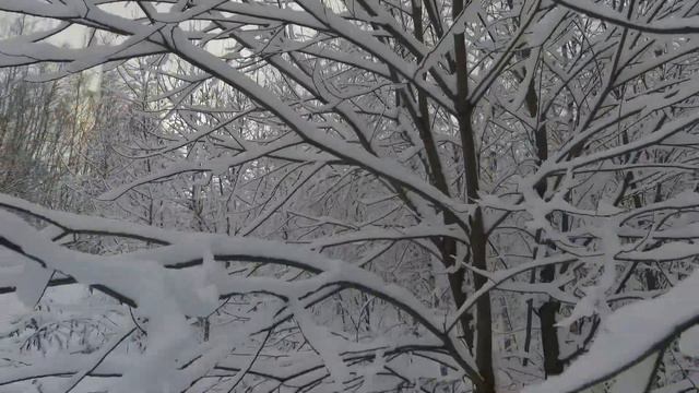 Зимний Масловский лес в Подмосковье смотреть онлайн