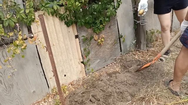 9/ В деревню на выходных. Копаем картошку. Такого урожая еще не было!!! @Teonafamily смотреть онлайн