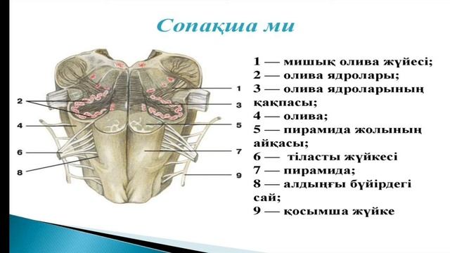жүйке және сезім мүшелері смотреть онлайн