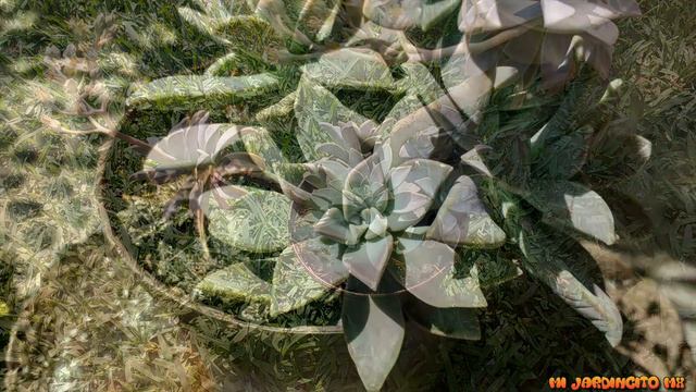 Graptopetalum paraguayense// Madre Perla// Planta Fantasma// Información sobre sus cuidados. смотреть онлайн