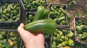 Собираем перцы ящиками! Урожай перцев в Турушле
