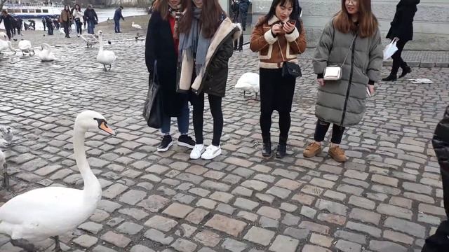 Лебеди в Праге декабрь 2018 смотреть онлайн