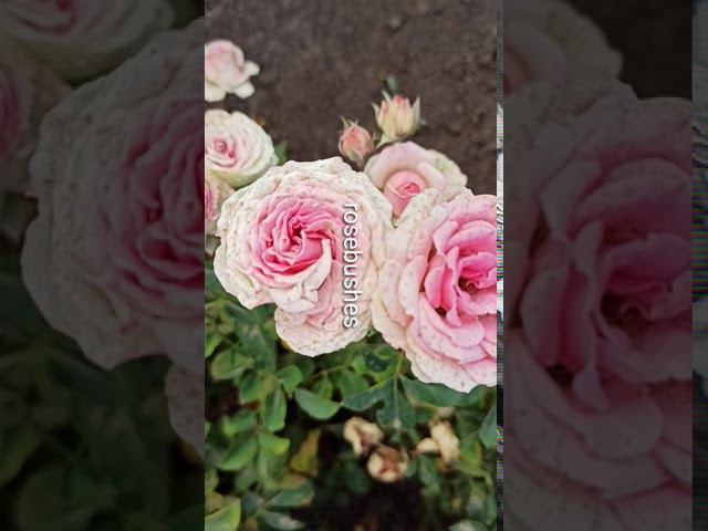 Mimi Eden Мими Эден @rose_bushes161 смотреть онлайн