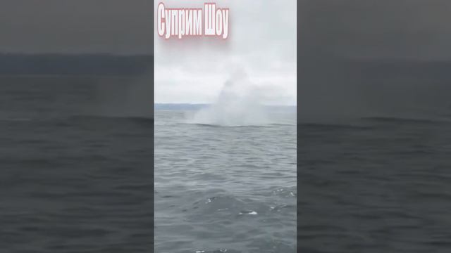 Прыжок кита