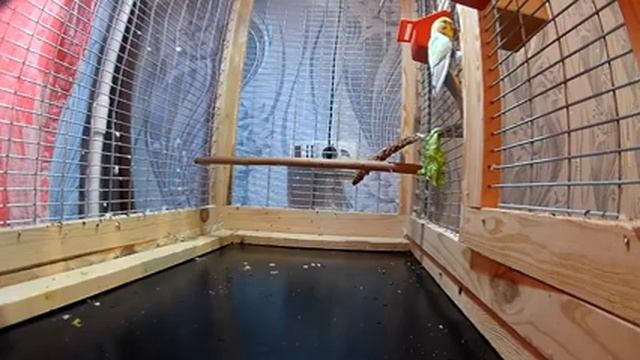 Волнистые попугаи. Будут птенцы? смотреть онлайн