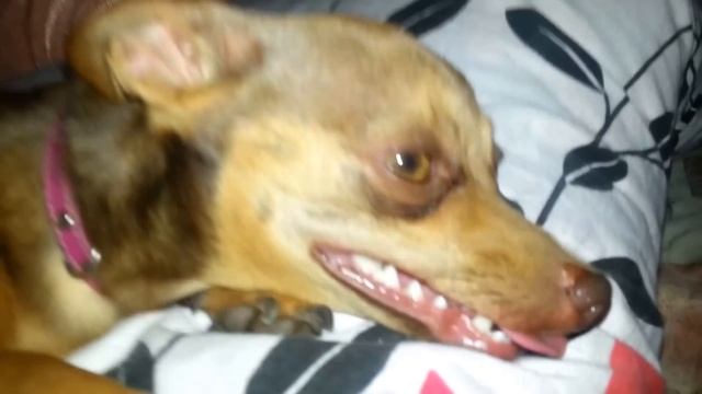 Бешенство собаки))) смотреть онлайн