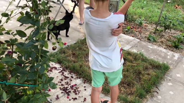 Французский Бульдог Марсик и Жорик на водоёме смотреть онлайн