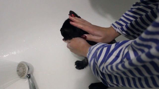 ЗоошамПУШКА АВЗ 