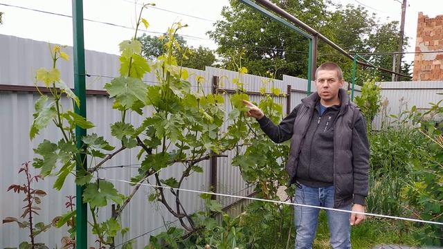 подвязка молодых побегов и удаление пасынков смотреть онлайн