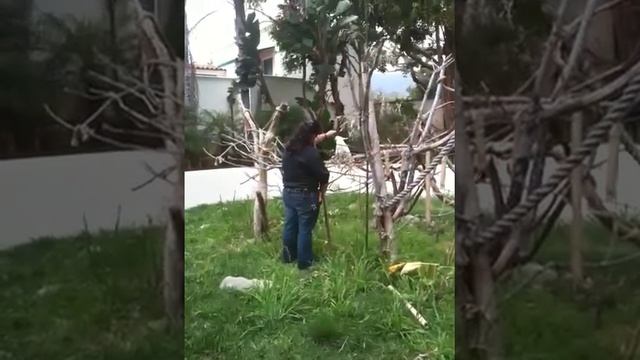 Great Cockatoo Stick Training! смотреть онлайн