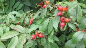 Шиповник как выращивать, ограничивая разрастание на участке