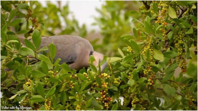 Black Bird Flies - Richard Clayderman | Самая красивая мелодия в мире смотреть онлайн