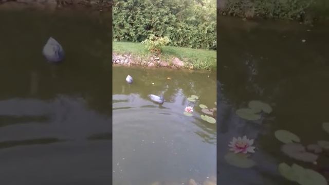 Пруд 13 на 4 метра, глубина 0.5-1.5 метра