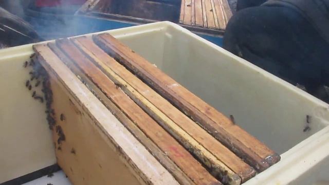 Весенняя пересадка пчёл. Новоселье