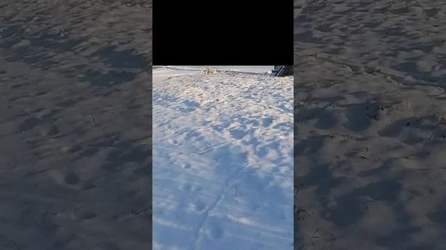 Лабрадор капризничает смотреть онлайн