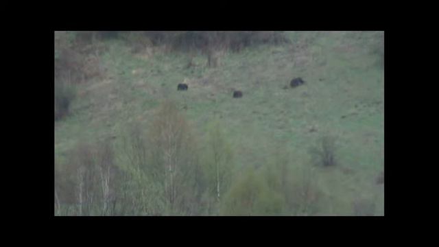 чечня медьведи шаройского района смотреть онлайн