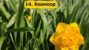 Топ 25 лучших сортов нарциссов на моей ферме