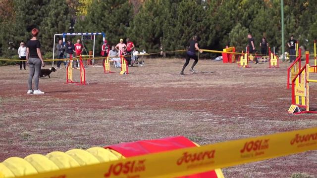 Екатерина Косенко и Бордер Колли Флеш / Змагання з Аджиліті Agility Kharkiv Drift / Аджилити смотреть онлайн