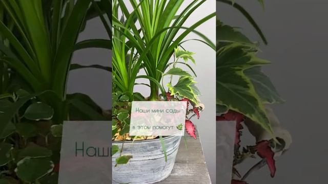 Комнатные цветы #цветыдома#подарокна1сентября#подарокмаме#комнатныерастения#домашниецветы#офис смотреть онлайн
