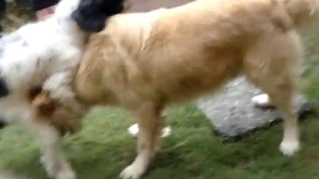 amazing poodle tricks смотреть онлайн