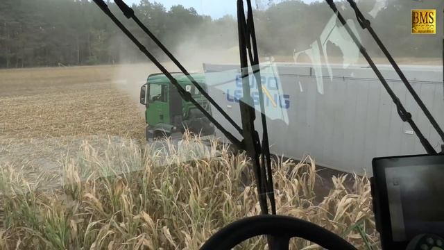 Großeinsatz Mais Häckseln 2019 Krone Big X 780 14-reihig 10 Fahrzeuge Farmer Corn Harvest Maisernte