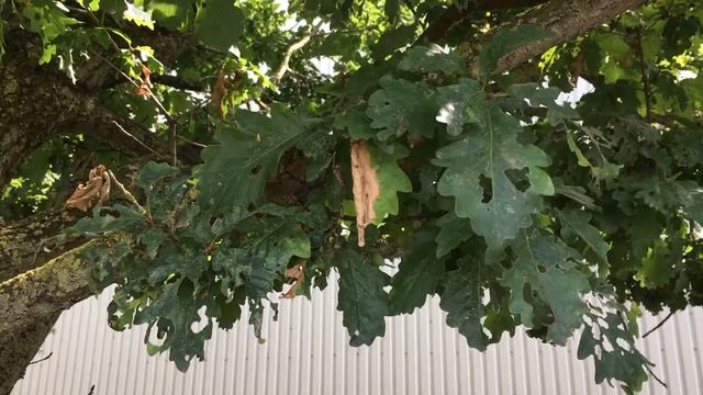 Sessile oak (Quercus petraea) - leaves - August 2018 смотреть онлайн