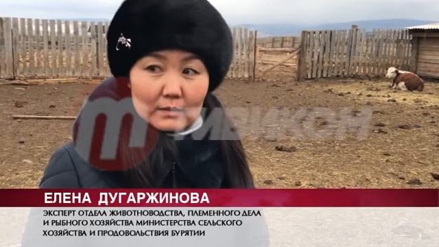 В Монголию из Бурятии отправляется свыше 200 голов крупнорогатого скота смотреть онлайн