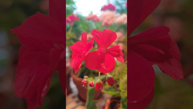 105. 리틀 레이디 체리 제라늄 Little Lady Cherry Geranium смотреть онлайн