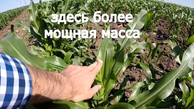 Сахарная кукуруза - серия 12. Полив кукурузы. Удобрение кукурузы. Фунгициды на кукурузе. Обзор смотреть онлайн