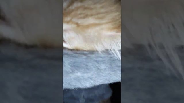 Рыжий дизелëк желает всем спокойной ночи котенок мурлыкает ? funny kitten смотреть онлайн