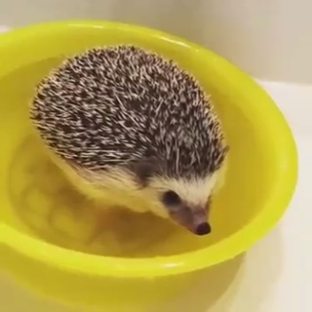 Ежик принимает ванну смотреть онлайн