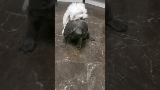 французский бульдог щенки продажа #franchbylldogmoscow#franchbylldog смотреть онлайн