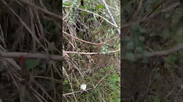 Какие выросли караси из икры за полтора года первая рыбалка на своём пруду смотреть онлайн