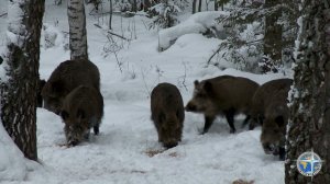 Охота на кабана