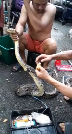 Мужчина зашил змею смотреть онлайн