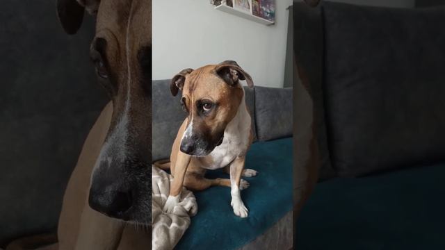 Стеснительная собачка) #ханна #актриса #дрессировка #собака смотреть онлайн