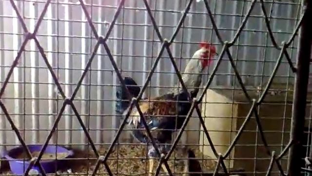 Юрловские куры Бухтиярова Г.А.(1) смотреть онлайн