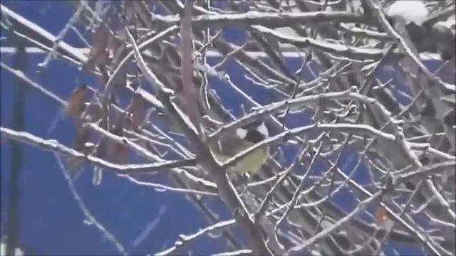Бутурлиновка Экология родного города смотреть онлайн