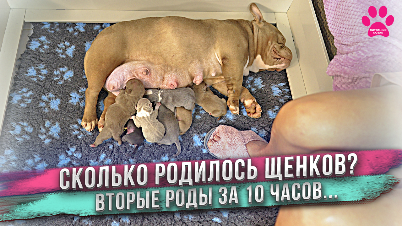 Добрая фея принесла нам много щенков в этот день! Сколько же их? смотреть онлайн