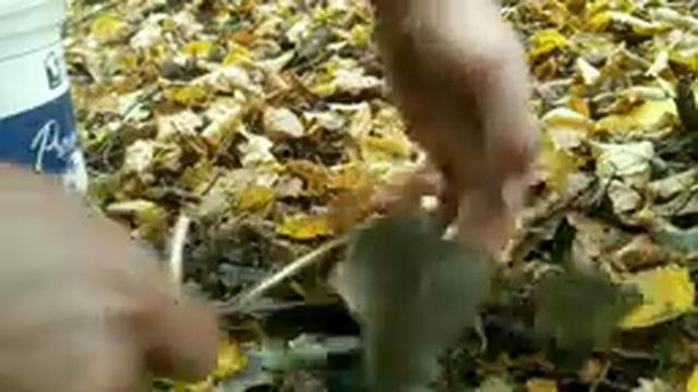 Осенний сбор грибов. Опята, подберëзовики. смотреть онлайн