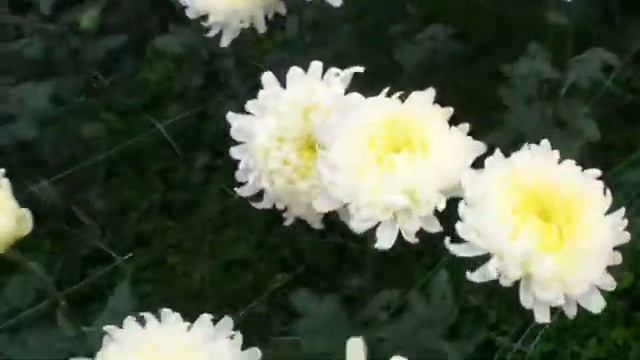 Хризантемы. 24 октября. смотреть онлайн