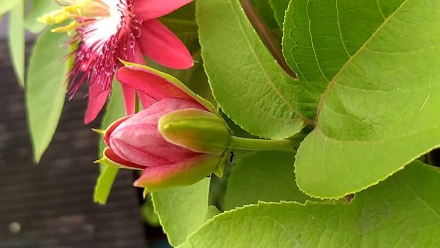 Jumka lata смотреть онлайн