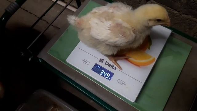 КОББ 500 Чехия на Богдановиче. 11 дней! смотреть онлайн