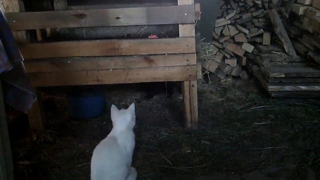 Новый друг моего котенка Каспера. Чипик) смотреть онлайн