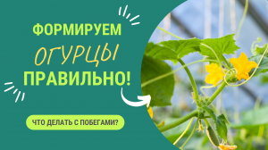 КАК ПРАВИЛЬНО ФОРМИРОВАТЬ ОГУРЦЫ ДЛЯ НАИБОЛЬШЕГО УРОЖАЯ?