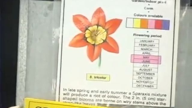 Sparaxis Exotic Flower Bulbs смотреть онлайн