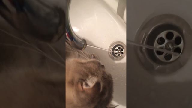 ГДЕ ВОДА, ДАЙТЕ МНЕ ПОПИТЬ ВОДЫ смотреть онлайн